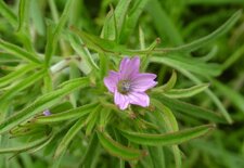 Géranium disséqué