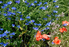 Vipérine et coquelicots