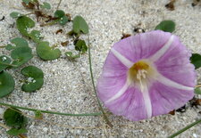 Liseron soldanelle