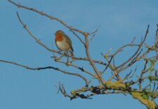 Rouge gorge familier