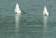 Cygnes tuberculés timides
