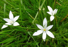 Ornithogale en ombelle (dame de onze heures)