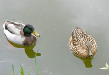 Couple de canards "colvert"
