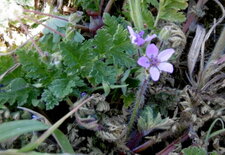 Erodium à feuilles de cigüe