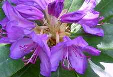 Fleurs de rhododendron ponticum