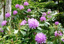 Rhododrendon sauvage (ponticum)