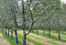 Pommiers à cidre