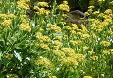 Buplèvre arbustif (bupleurum fructicosum)