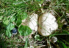 Champignon "Vesse de loup"