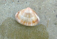 Mactre coralline