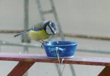 Solange la mésange bleue