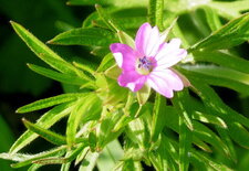 Géranium découpé (dissectum)