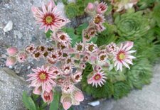 Fleur de Joubarbe