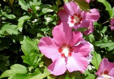 Altéa (Hibiscus syriaque)