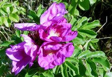 Rosier des chiens (rosa canina)