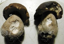 Cèpe bronzé