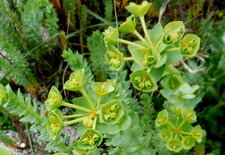 Euphorbe des dunes