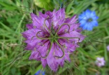 Nigella sativa (Nigelle cultivée)