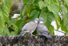Pigeons ramiers