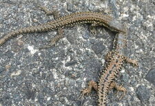 Lézards des murailles : amour vache.