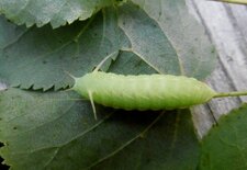 Chenille d