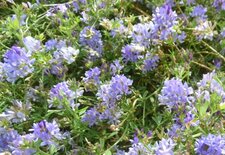 Luzerne (medicago sativa)