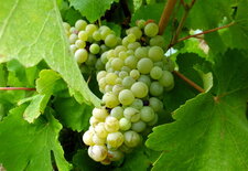 Raisin cépage Sauvignon blanc