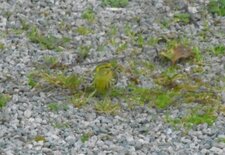Serin cini mâle en tenue de camouflage 