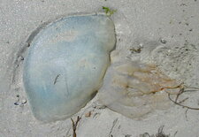 Poumon de mer (Rhizostoma)