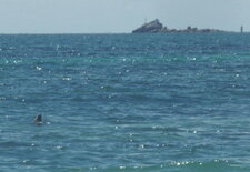 Phoque gris 
