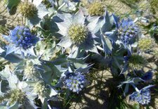Panicaut maritime
