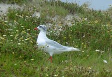 Mouette rieuse