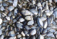 Colonie de moules sauvages