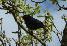Merle noir.Turdus merula