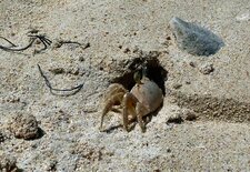 Crabe