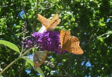 Papillons "Tabac espagne"