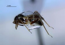 Pilophore confondu