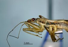 Nabis rufusculus