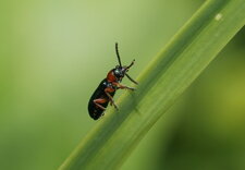 Petit coléoptère