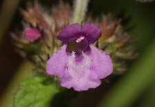 Une labiée - la fleur