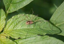 Phalangium opilio