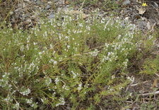 Satureja montana