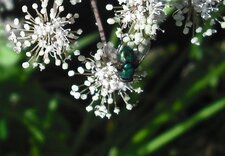 Mouche verte