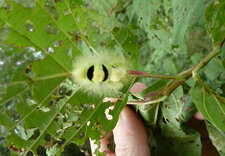 Elkneria pudibunda