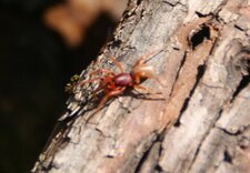 Araignée rouge