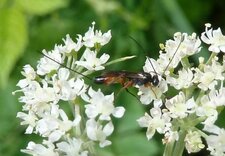 Ichneumon femelle 