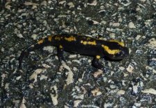 Petite salamandre