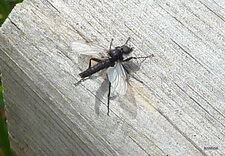 Bibionidé sp.