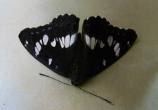 Papillon "Sylvain azuré"