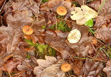 Champignons non identifiés